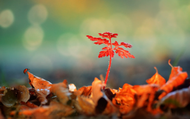 Обои картинки фото природа, макро, божья, коровка, опавшие, листья, растение, блики