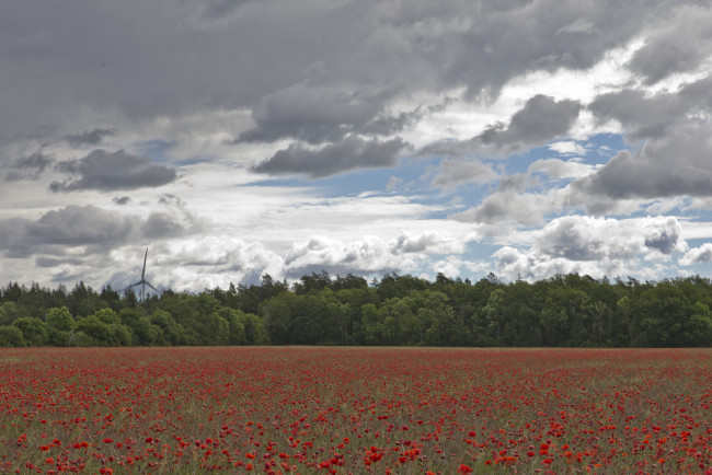 Обои картинки фото природа, поля, маки, поле, небо, облака