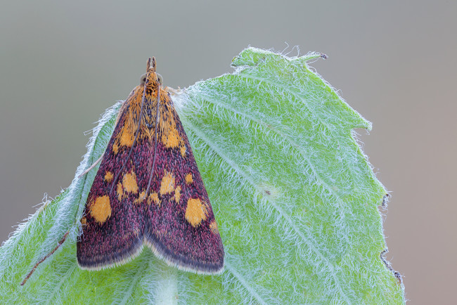 Обои картинки фото животные, бабочки, листик, насекомое, моль, травинка, фон, макро