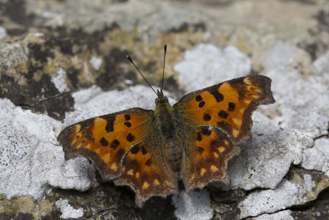 Обои картинки фото животные, бабочки, усики, крылья, насекомое, макро, бабочка, земля