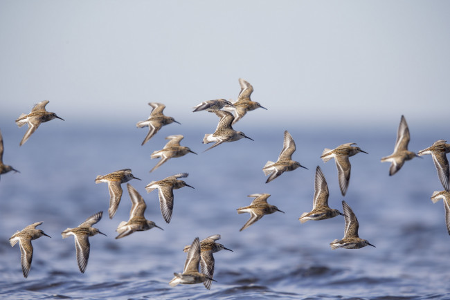 Обои картинки фото животные, Чайки,  бакланы,  крачки, птицы, полёт, море, стая