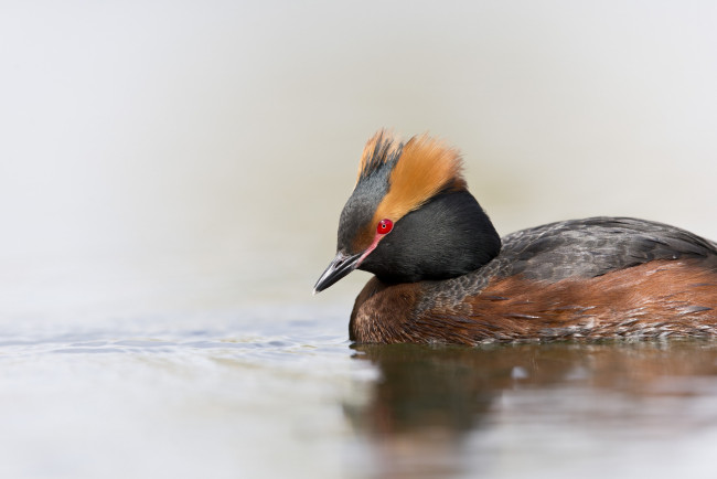 Обои картинки фото животные, Чомги , поганки, птица, чомга, плавание, вода