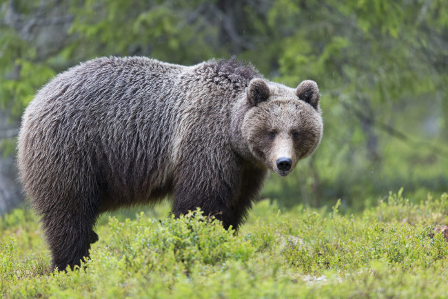 Обои картинки фото животные, медведи, природа, лес, зелень, деревья, медведь, трава