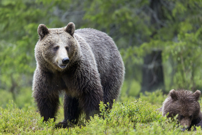 Обои картинки фото животные, медведи, трава, зелень, деревья, природа, лес
