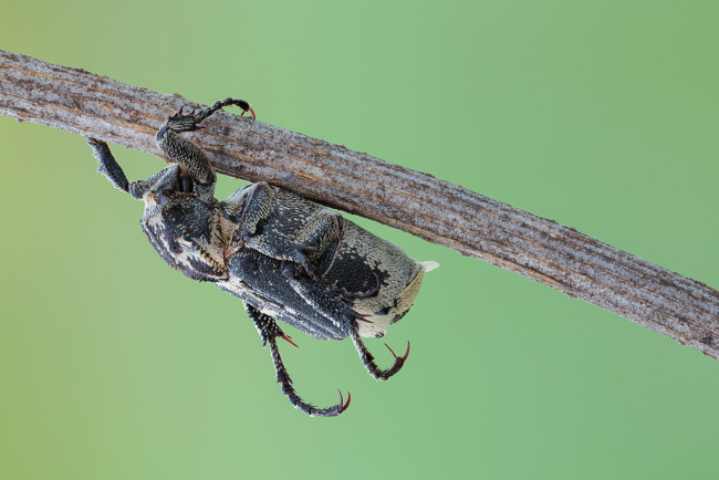 Обои картинки фото животные, насекомые, макро, фон, жук, насекомое, травинка