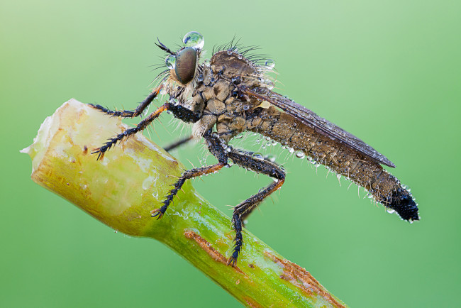 Обои картинки фото животные, насекомые, макро, утро, насекомое, бутон, зелёный, фон, капли, роса, муха, травинка