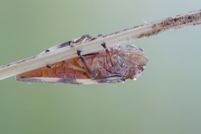 Обои картинки фото животные, насекомые, роса, утро, травинка, жучок, жук, насекомое, макро