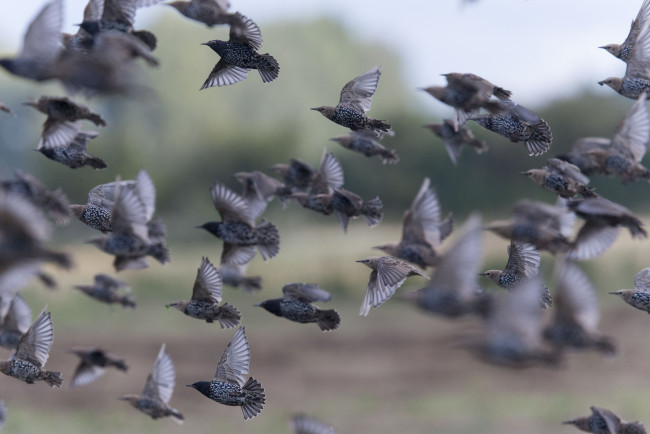 Обои картинки фото животные, птицы, полёт, стая, грачи