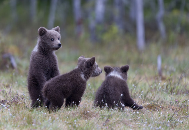 Обои картинки фото животные, медведи, зелень, трава, медвежата, деревья, природа, лес