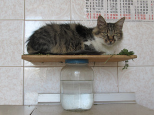 Картинка животные коты кошка отдыхает банка