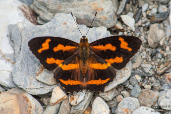 Картинка животные бабочки +мотыльки +моли крылья бабочка макро усики фон