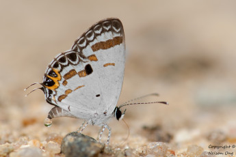 Картинка животные бабочки +мотыльки +моли усики крылья бабочка фон макро