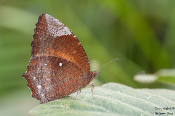 Картинка животные бабочки +мотыльки +моли макро фон усики крылья бабочка