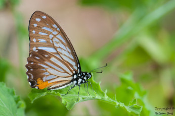 Картинка животные бабочки +мотыльки +моли усики крылья бабочка фон макро