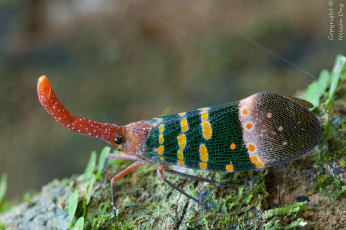 Картинка животные бабочки +мотыльки +моли усики крылья фон макро бабочка