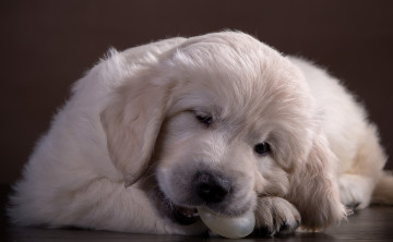 Картинка животные собаки ретривер щенок белый