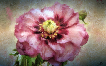 Картинка рисованное цветы пион текстура лепестки