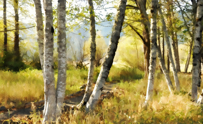 Обои картинки фото рисованное, природа, фон, берёзы