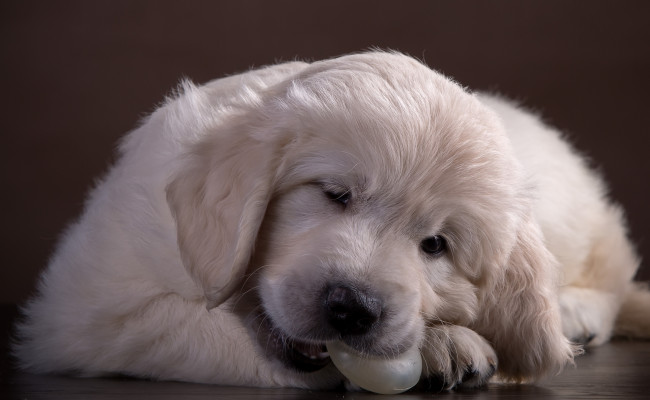 Обои картинки фото животные, собаки, ретривер, щенок, белый