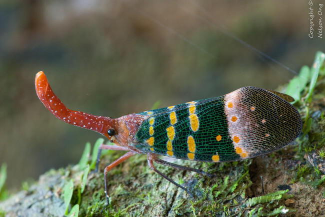 Обои картинки фото животные, бабочки,  мотыльки,  моли, усики, крылья, фон, макро, бабочка