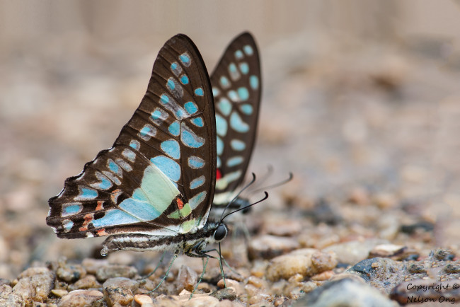 Обои картинки фото животные, бабочки,  мотыльки,  моли, бабочка, крылья, усики, макро, фон