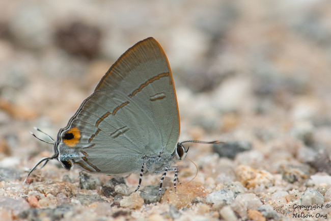 Обои картинки фото животные, бабочки,  мотыльки,  моли, усики, крылья, бабочка, фон, макро