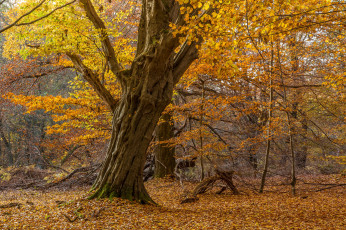 Картинка природа лес деревья