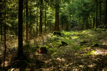 Картинка природа лес деревья