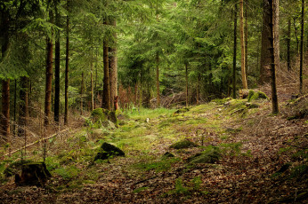 Картинка природа лес деревья