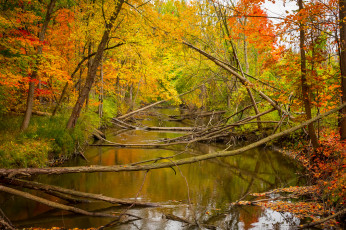 Картинка природа реки озера лес река