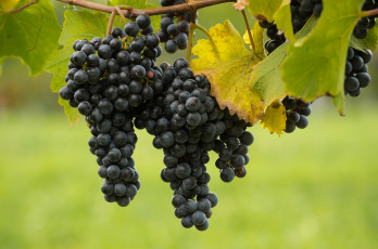 Картинка природа Ягоды +виноград лоза