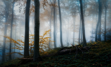 Картинка природа лес