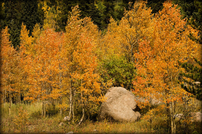 Обои картинки фото природа, лес, деревья