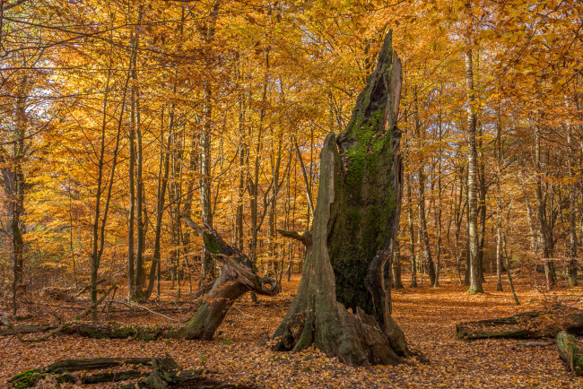 Обои картинки фото природа, лес, деревья