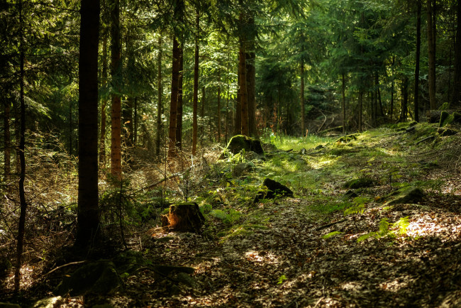 Обои картинки фото природа, лес, деревья