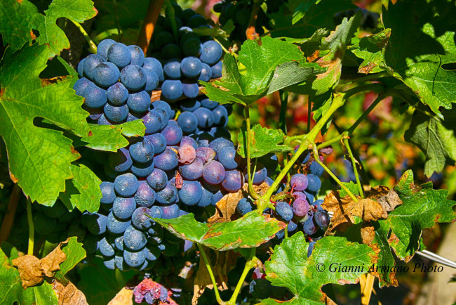 Обои картинки фото природа, Ягоды,  виноград, лоза