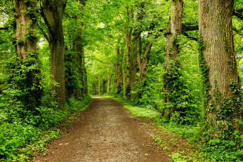 Картинка природа дороги простор