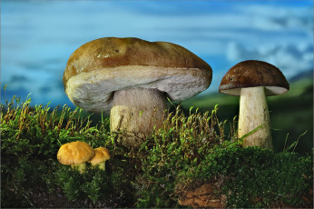 Картинка природа грибы боровик