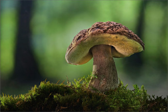 Картинка природа грибы боровик