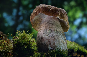 Картинка природа грибы боровик