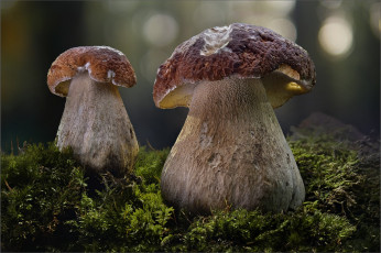 Картинка природа грибы боровик