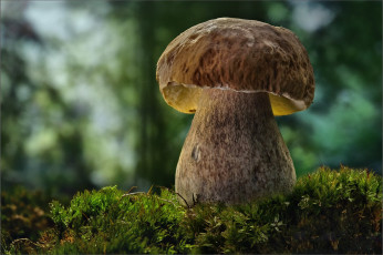 Картинка природа грибы боровик