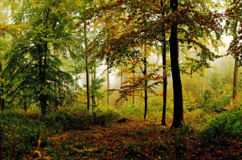 Картинка природа лес простор