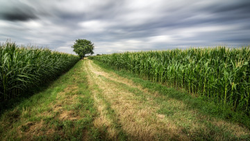 Картинка природа поля простор