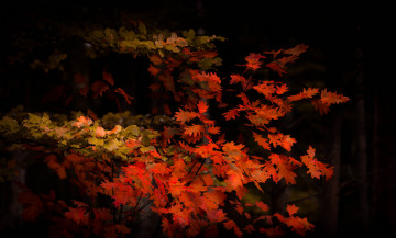 Картинка природа деревья простор