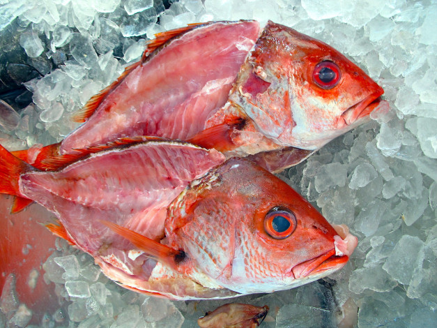 Обои картинки фото еда, рыба,  морепродукты,  суши,  роллы, лед, свежая