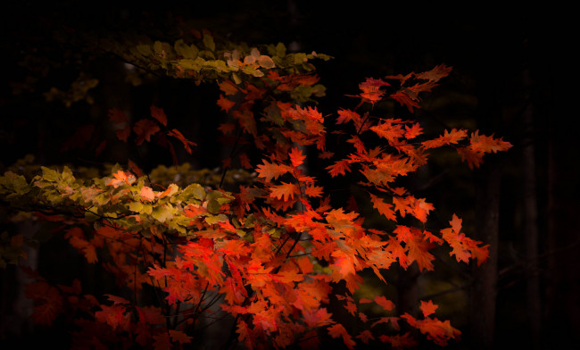 Обои картинки фото природа, деревья, простор