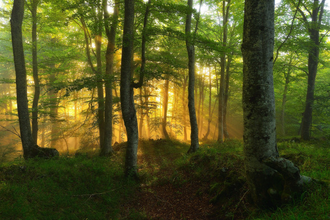 Обои картинки фото природа, лес, простор