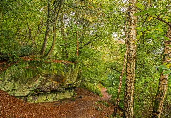 Обои картинки фото природа, лес, простор