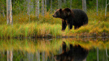 Картинка животные медведи медведь бурый гризли кодьяк животное хищник млекопитающее хордовые